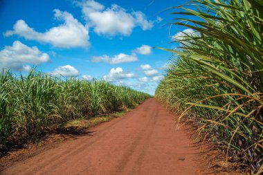 Şeker kamışı ekimi alanı kamışı
