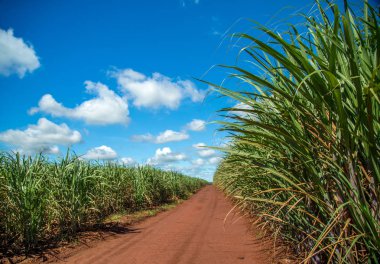 Şeker kamışı ekimi alanı kamışı