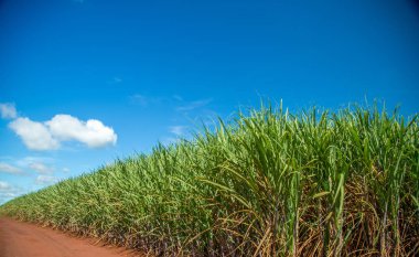 Şeker kamışı ekimi alanı kamışı