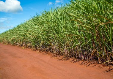 Şeker kamışı ekimi alanı kamışı