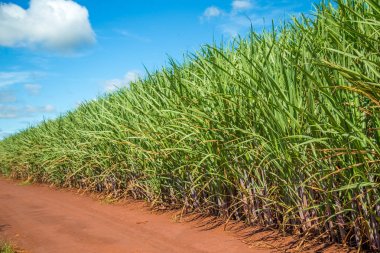 Şeker kamışı ekimi alanı kamışı
