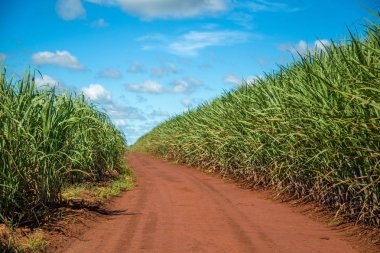Şeker kamışı ekimi alanı kamışı