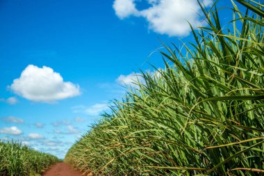 Şeker kamışı ekimi alanı kamışı