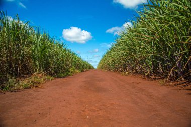 Şeker kamışı ekimi alanı kamışı