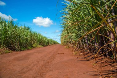Şeker kamışı ekimi alanı kamışı