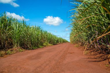 Şeker kamışı ekimi alanı kamışı