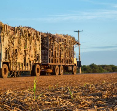 şeker kamışı günbatımı saç ekimi