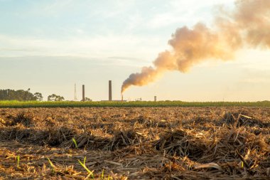 şeker kamışı günbatımı saç ekimi 