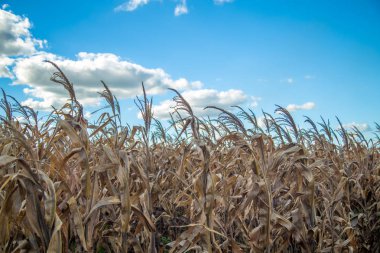 Kuru mısır kırsal çiftlik
