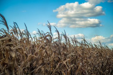 Kuru mısır kırsal çiftlik