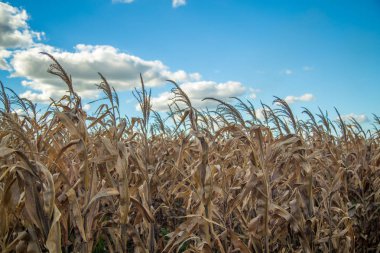 Kuru mısır kırsal çiftlik