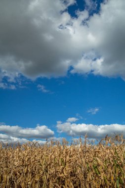 Kuru mısır kırsal çiftlik