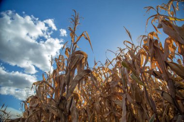 Kuru mısır kırsal çiftlik