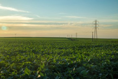 Soya ekimi alanı günbatımı