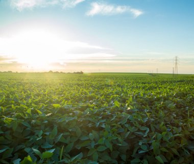 Soya ekimi alanı günbatımı
