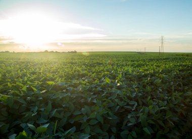 Soya ekimi alanı günbatımı