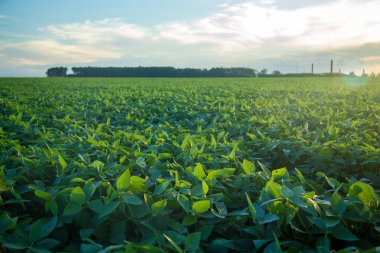 Soya ekimi alanı günbatımı 
