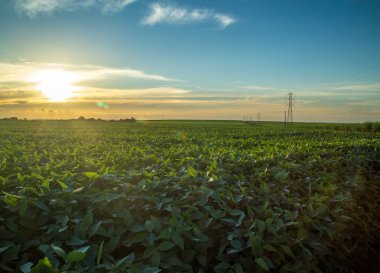 Soya ekimi alanı günbatımı 