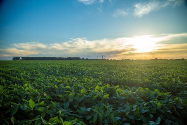 Soya ekimi alanı günbatımı 