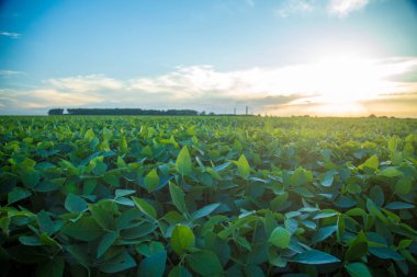 Soya ekimi alanı günbatımı 