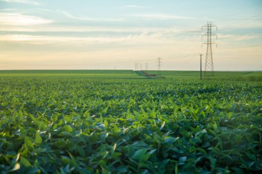 Soya ekimi alanı günbatımı 