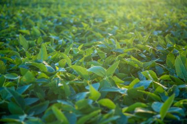 Soya ekimi alanı günbatımı 