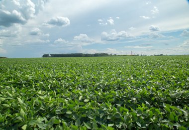 Soya ekimi alanı günbatımı 