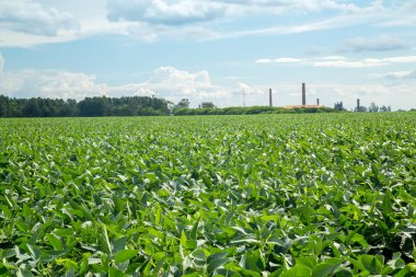 Soya ekimi alanı günbatımı 
