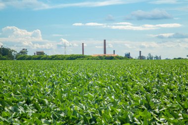 Soya ekimi alanı günbatımı 