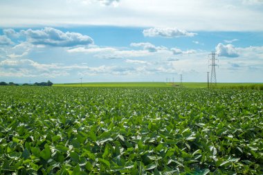 Soya ekimi alanı günbatımı 