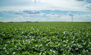 Soya ekimi alanı günbatımı 