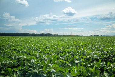 Soya ekimi alanı günbatımı 