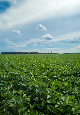 Soya ekimi alanı günbatımı 