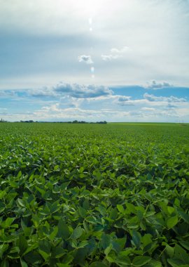 Soya ekimi alanı günbatımı 