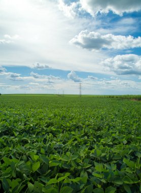 Soya ekimi alanı günbatımı 