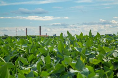Soya ekimi alanı günbatımı 