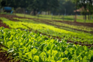 marul plantasyon alan sebze