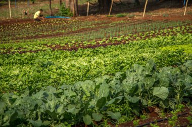 marul plantasyon alan sebze