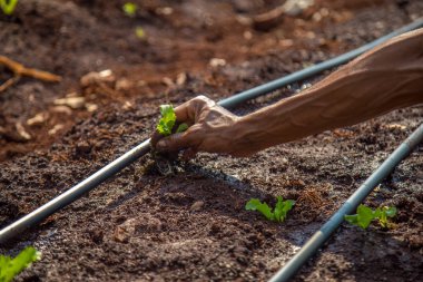cultive marul işçi kırsal