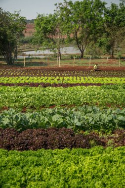 marul plantasyon alan sebze