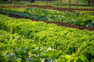 marul plantasyon alan sebze