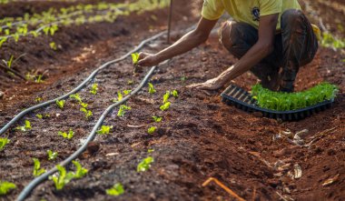 cultive marul işçi kırsal