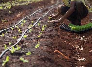 cultive marul işçi kırsal