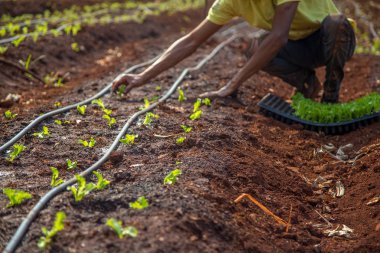 cultive marul işçi kırsal