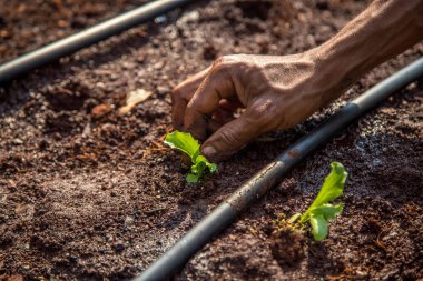 cultive marul işçi kırsal
