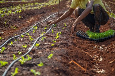 cultive marul işçi kırsal