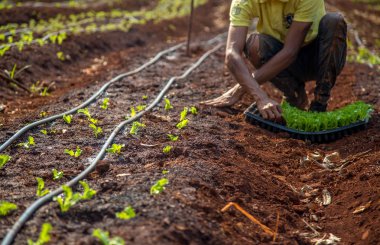 cultive marul işçi kırsal