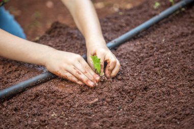 cultive marul işçi kırsal