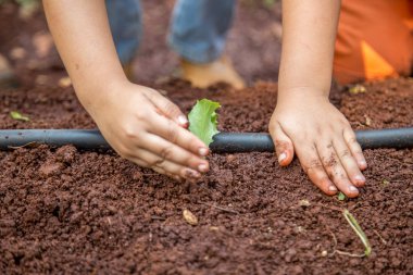 cultive marul işçi kırsal