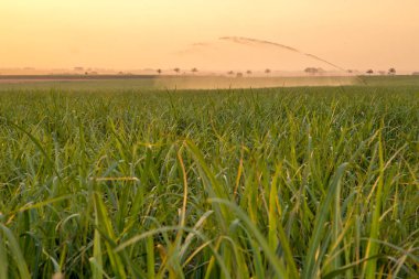 şeker kamışı günbatımı saç ekimi